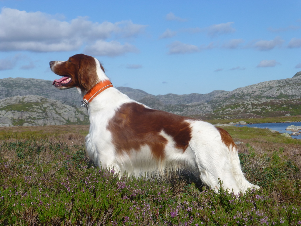 Irsk rød og hvit setter-valper forventes hos kennel Snørypas i april ...